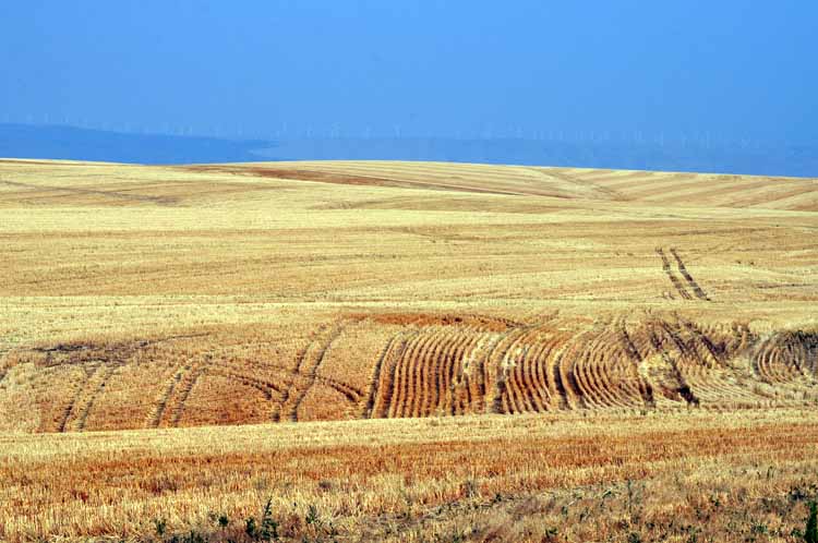 yellow wheat fields